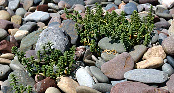 sea sandwort